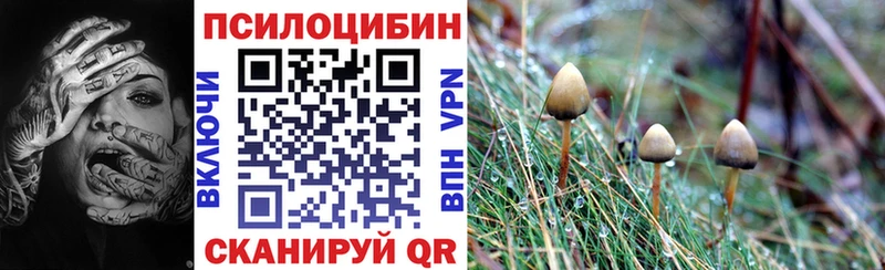купить наркоту  Яхрома  кракен как зайти  Галлюциногенные грибы Psilocybine cubensis 